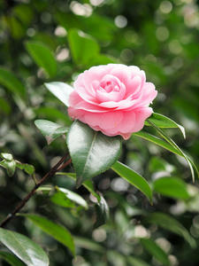 20100328_260shuusei.jpg