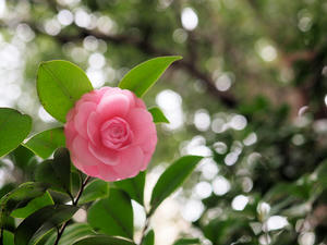 20100328_258shuusei.jpg