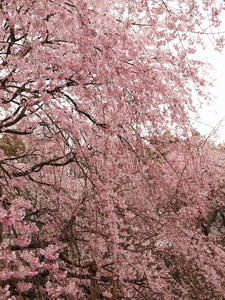 20100328_152shuusei.jpg