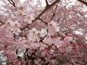 20100328_146shuusei.jpg