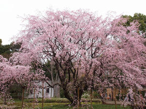 20100328_123shuusei.jpg