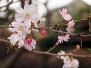 20100328_299shuusei.jpg