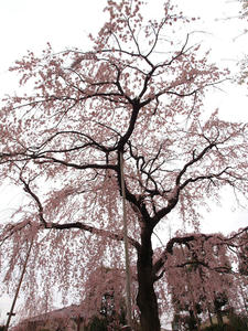 20100328_310shuusei.jpg