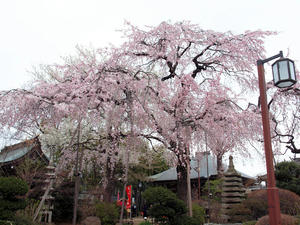 20100328_314shuusei.jpg