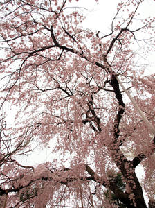 20100328_323shuusei.jpg