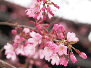 20100328_508shuusei.jpg