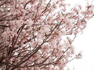 20100328_476shuusei.jpg