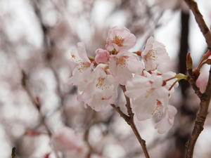 20100328_485shuusei.jpg