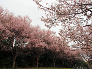 20100328_488shuusei.jpg