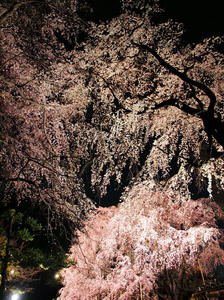20100329_24shuusei.jpg