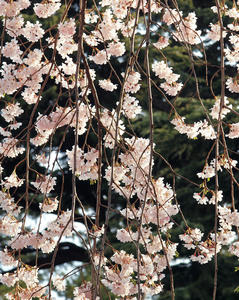 20100331_58shuusei.jpg
