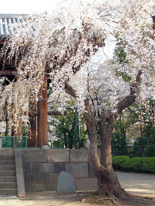 20100331_62shuusei.jpg