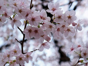20100403_60shuusei.jpg