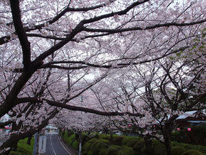 20100403_79shuusei.jpg