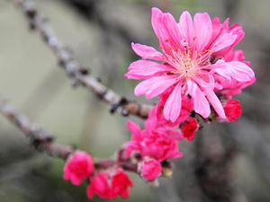 20100403_182shuusei.jpg