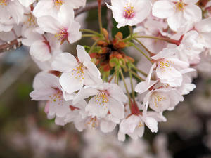 20100403_209shuusei.jpg