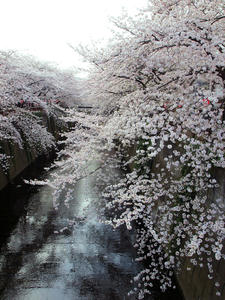 20100403_233shuusei.jpg