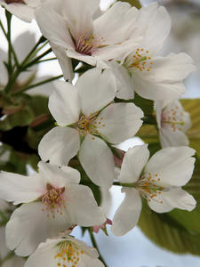 20100403_367shuusei.jpg