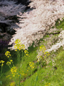 20100404_29shuusei.jpg