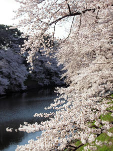 20100404_98shuusei.jpg