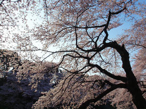 20100404_127shuusei.jpg