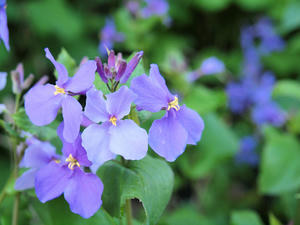 20100404_71shuusei.jpg