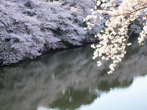 20100404_84shuusei.jpg