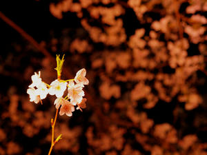 20100404_544shuusei.jpg