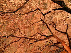 20100404_424shuusei.jpg