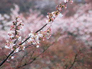 20100402_70shuusei.jpg