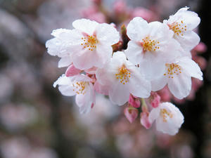 20100402_85shuusei.jpg