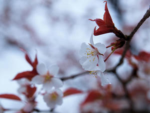 20100402_116shuusei.jpg