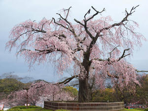 20100402_185shuusei.jpg