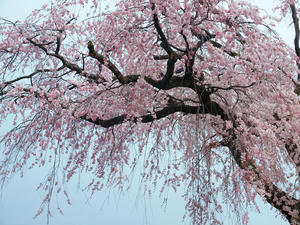 20100402_193shuusei.jpg