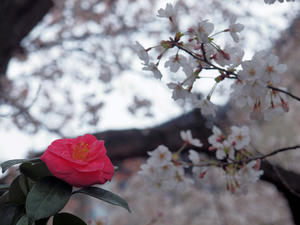 20100402_229shuusei.jpg