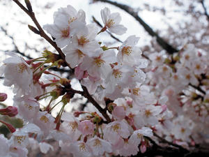 20100402_265shuusei.jpg
