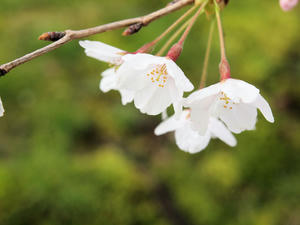20100402_268shuusei.jpg