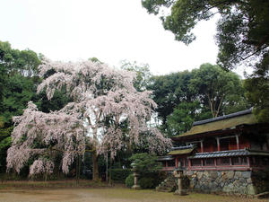 20100402_293shuusei.jpg