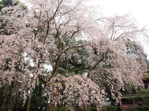 20100402_298shuusei.jpg