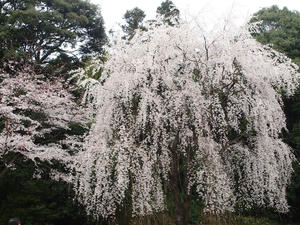 20100402_404shuusei.jpg