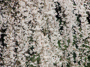 20100402_396shuusei.jpg