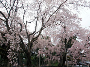 20100402_425shuusei.jpg