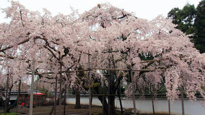 20100402_442shuusei.jpg