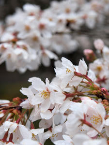 20100402_521shuusei.jpg
