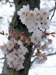 20100402_537shuusei.jpg