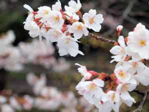 20100402_585shuusei.jpg