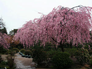 20100402_697shuusei.jpg