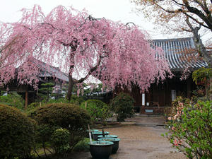 20100402_704shuusei.jpg
