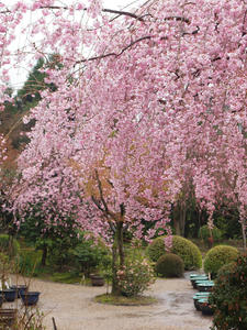 20100402_745shuusei.jpg