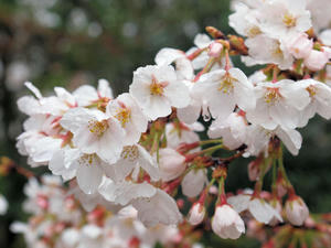 20100402_754shuusei.jpg